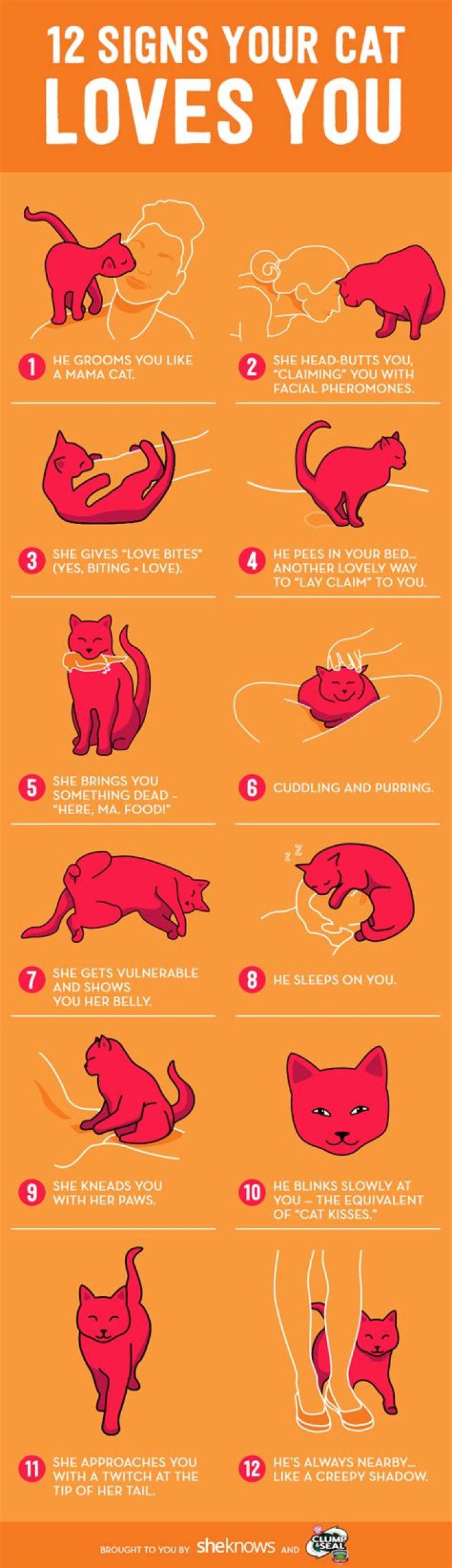 How do I know if my cat love me?