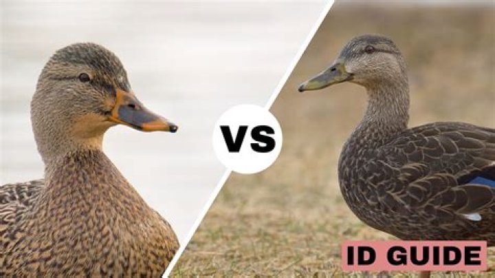 How intelligent is a duck?