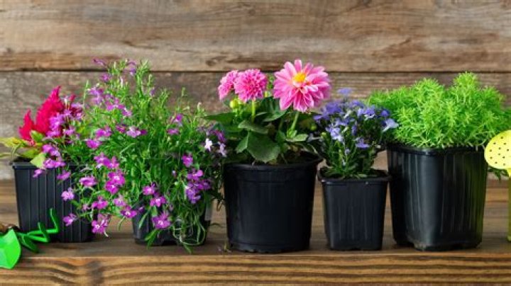 Should you water outdoor potted plants every day?