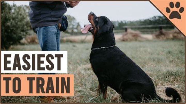 What is the easiest trainable dog?