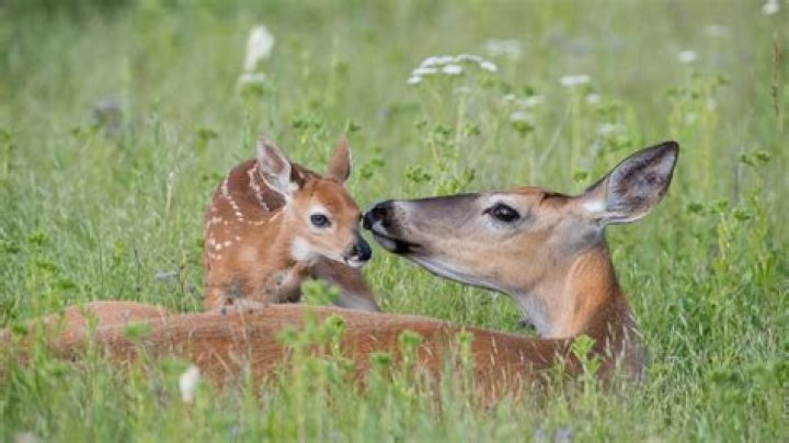 Will a buck follow a doe with fawns?